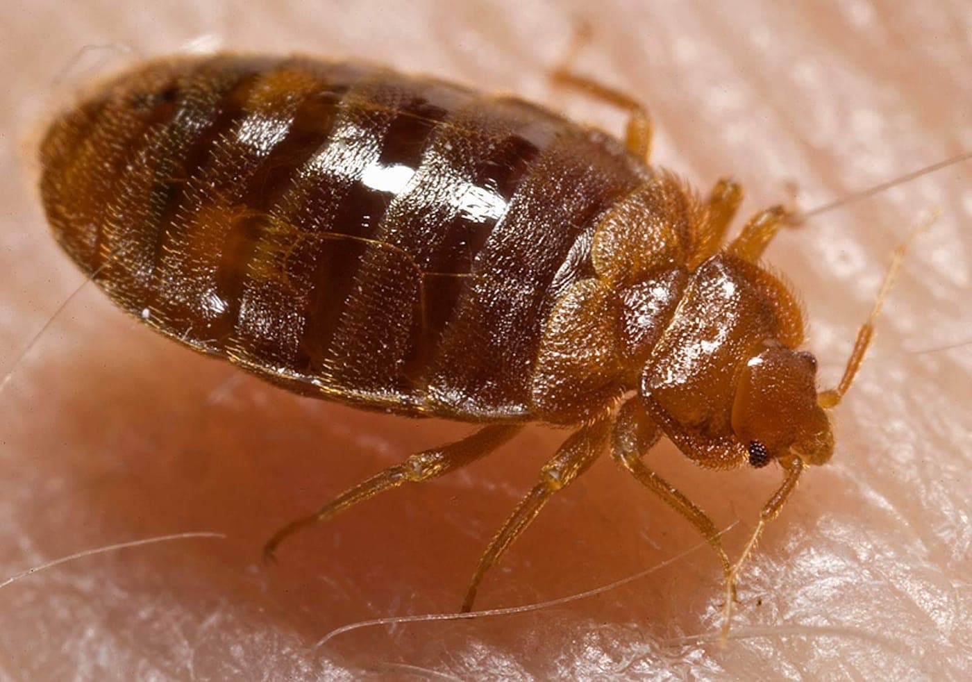 Close-up of an adult bedbug showing its segmented, rust-brown body